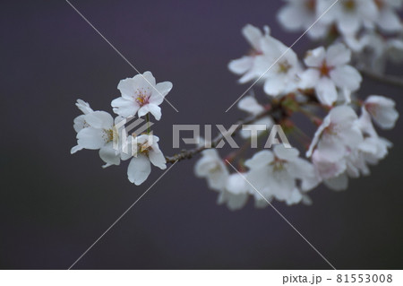 春爛漫満開 春爛漫満開 81553008