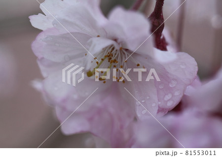 春爛漫満開 81553011