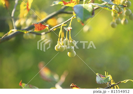 たくさんの実をつけたエゴノキ たくさんの実をつけたエゴノキ 81554952