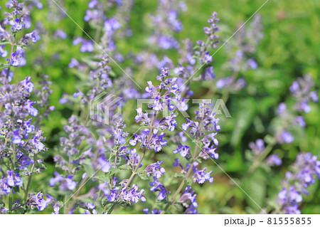シソ科のネペタの花 81555855