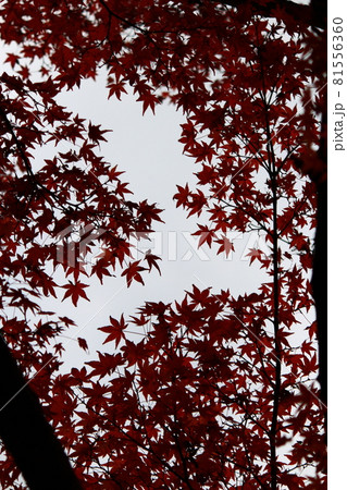 赤く染まる葉紅葉 81556360