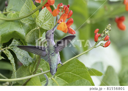 Female Anna's hummingbird 81556801