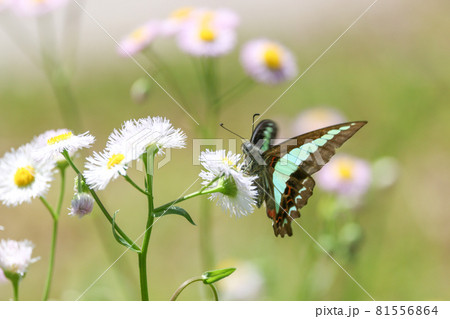 ハルジオンの花の蜜を吸うアオスジアゲハ 81556864