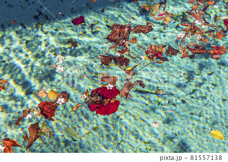 Colorful flowers and leaves floating in a swimming pool Colorful flowers and leaves floating in a swimming pool 81557138