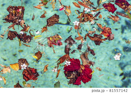 Colorful flowers and leaves floating in a swimming pool Colorful flowers and leaves floating in a swimming pool 81557142
