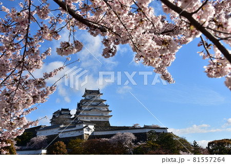 日本の兵庫県の姫路市 世界遺産で国宝でもある姫路城 春の桜と青空と立派な天守閣 日本の兵庫県の姫路市 世界遺産で国宝でもある姫路城 春の桜と青空と立派な天守閣 81557264