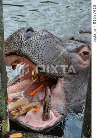 大きな口で何でも食べるカバ 81557418