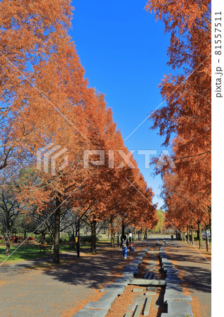 東京　足立区　秋の舎人公園　紅葉 81557511