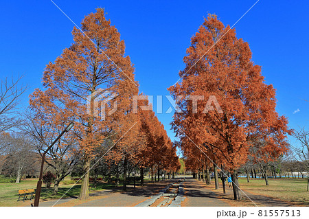 東京　足立区　秋の舎人公園　紅葉 81557513