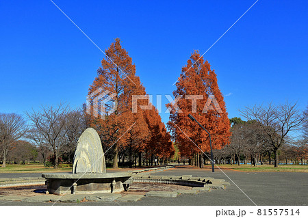 東京　足立区　秋の舎人公園　紅葉 81557514