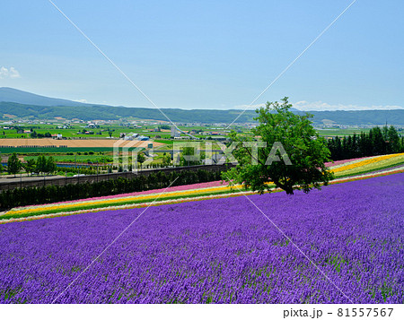 ラベンダー畑 ラベンダー畑 81557567