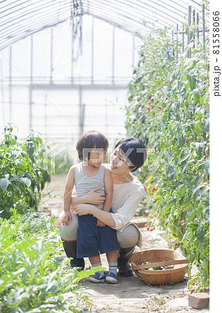 ハウス栽培のトマトを収穫する農家の親子 ハウス栽培のトマトを収穫する農家の親子 81558066