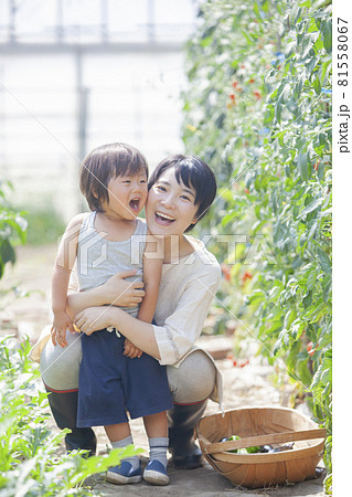 ハウス栽培のトマトを収穫する農家の親子 ハウス栽培のトマトを収穫する農家の親子 81558067
