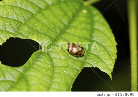 マルウンカ 81558090