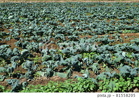 ブロッコリー畑 81558205