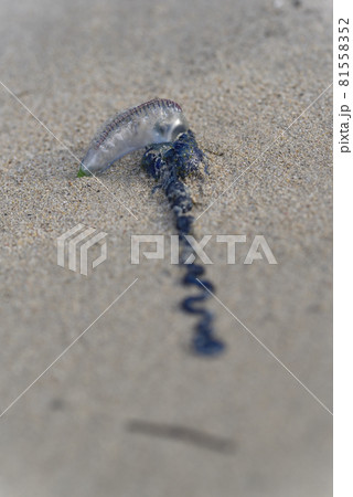 奄美大島の海岸に打ち寄せるカツオノエボシ 81558352