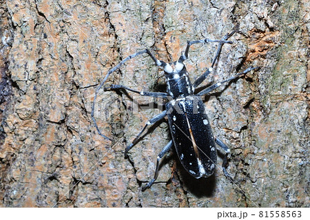 ボーベリア菌に侵されたキボシカミキリ 81558563