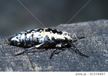 チャバネフユエダシャク（メス） 81558867