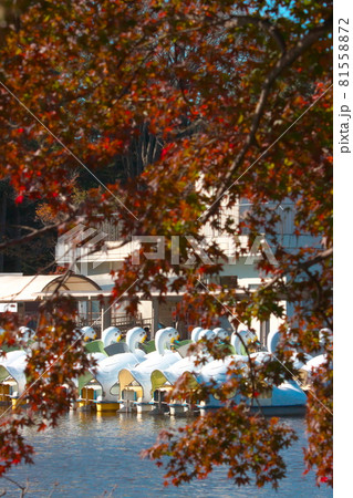 秋の風景 秋の風景 81558872