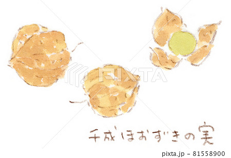 秋の草花：小さな鬼灯〜センナリホオズキの実〜の水彩画イラスト 81558900