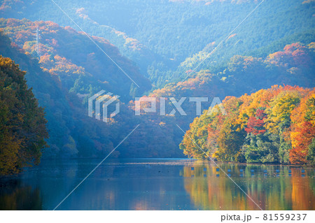 荒川　玉淀ダム湖　秋の風景　紅葉の季節　　 81559237