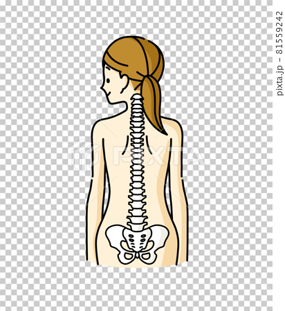 女性の背中と背骨のイメージのイラスト素材