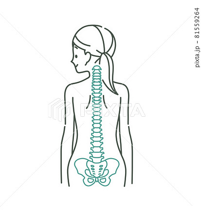 女性の背中と背骨のイメージ 2色のイラスト素材