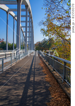 折原橋　玉淀ダム付近　秋の風景　紅葉の季節　　 81559370