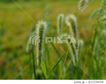 弱い日差しの中のエノコログサ(猫じゃらしのクローズアップ) 弱い日差しの中のエノコログサ(猫じゃらしのクローズアップ) 81559408