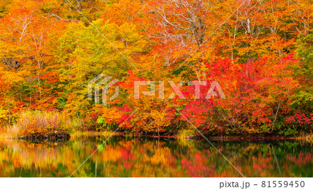 鎌池の紅葉 鎌池の紅葉 81559450