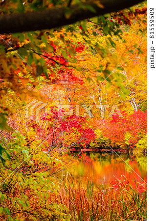 鎌池の紅葉 鎌池の紅葉 81559509