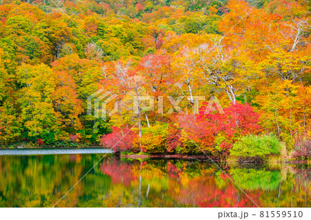 鎌池の紅葉 鎌池の紅葉 81559510