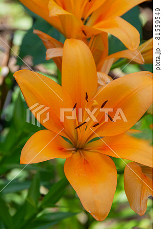 オレンジ色のユリの花　エゾスカシユリ 81559549