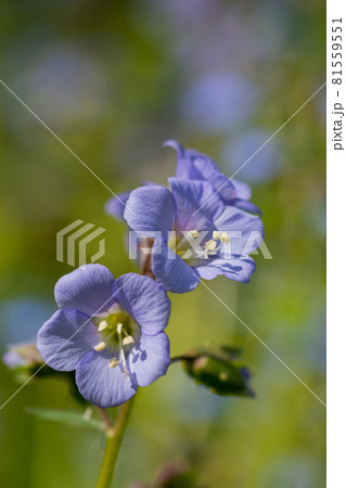 紫色の可憐な花 紫色の可憐な花 81559551