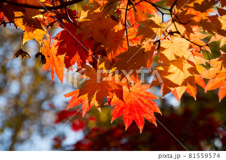 オレンジ色のハウチワカエデ 81559574