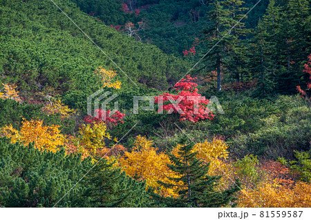 カラフルに色づいた秋の高山の林 カラフルに色づいた秋の高山の林 81559587