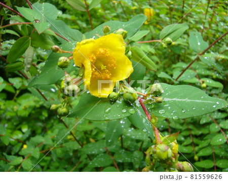 雨の日 紫陽花満開の円覚寺 81559626