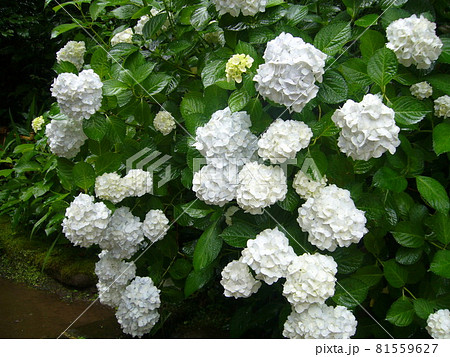 雨の日 紫陽花満開の円覚寺 81559627