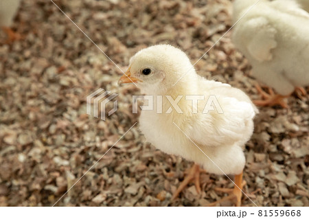 かわいいニワトリのひな鳥であるヒヨコ 幼鳥 の写真素材 かわいいニワトリのひな鳥であるヒヨコ 幼鳥 の写真素材