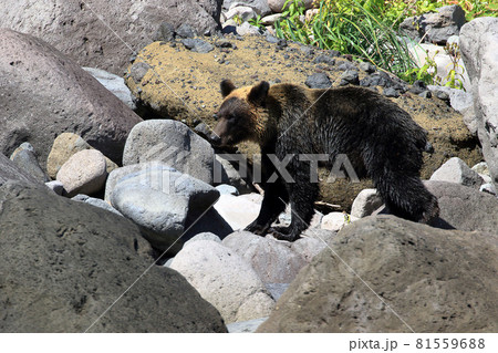 【北海道】知床半島のヒグマ 【北海道】知床半島のヒグマ 81559688