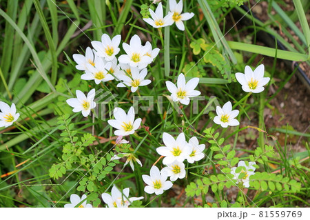 タマスダレの花 タマスダレの花 81559769