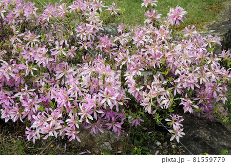 モチツツジ 81559779