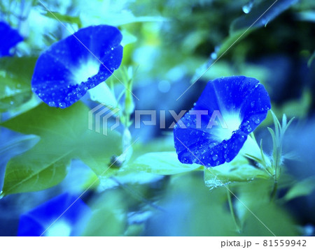 雨の日の花　朝顔 81559942