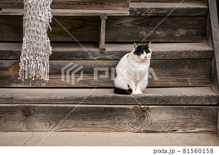 猫 神社で待つ猫 いつもいる猫 かわいい猫 癒しを与える猫 待ち猫の写真素材