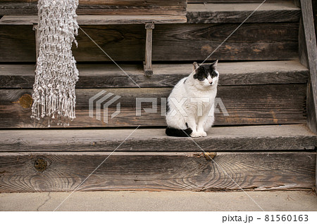 猫 神社で待つ猫 いつもいる猫 かわいい猫 癒しを与える猫 待ち猫の写真素材 猫 神社で待つ猫 いつもいる猫 かわいい猫 癒しを与える猫 待ち猫の写真素材