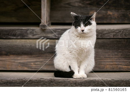 猫 神社で待つ猫 いつもいる猫 かわいい猫 癒しを与える猫 待ち猫の写真素材