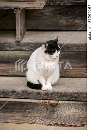 猫 神社で待つ猫 いつもいる猫 かわいい猫 癒しを与える猫 待ち猫の写真素材