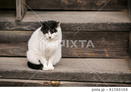 猫 神社で待つ猫 いつもいる猫 かわいい猫 癒しを与える猫 待ち猫の写真素材