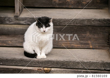 猫 神社で待つ猫 いつもいる猫 かわいい猫 癒しを与える猫 待ち猫の写真素材