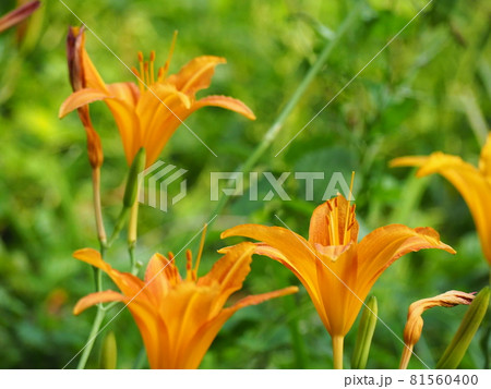 ノカンゾウ ノカンゾウ 81560400